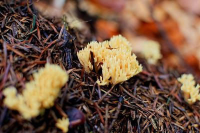 Close-up of mushrooms