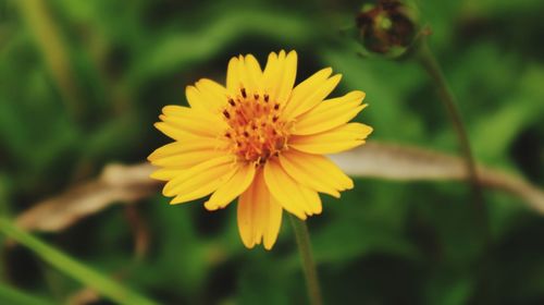 Close-up of yellow flowering plant