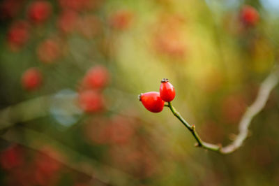 Close-up of red flowering plant