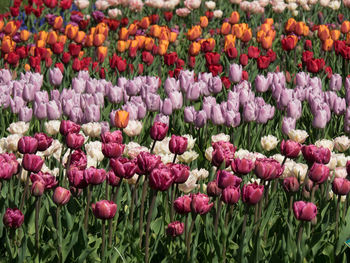 Tulips in the netherlands