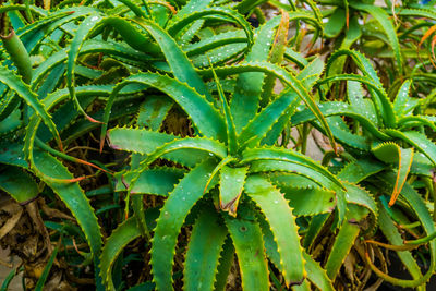 High angle view of green plant on field