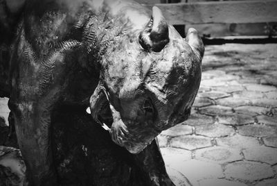 Close-up of elephant