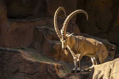 Horse on rock in zoo
