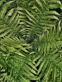 Full frame shot of fern leaves