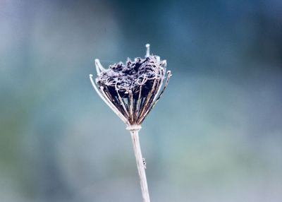 Close-up of wilted plant