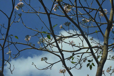 Low angle view of bare tree against blue sky