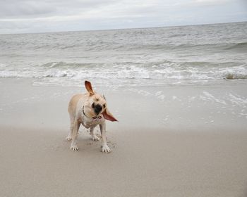 Dog shaking on beach