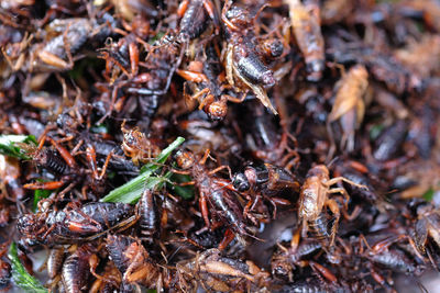 Close-up of insect on dry plant