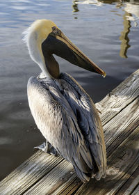 Close-up of pelican on on dock looking sideways