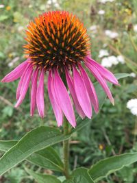 Close-up of coneflower blooming outdoors