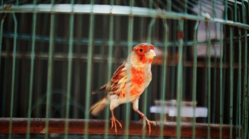 Close-up of bird in cage