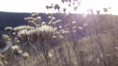 Close-up of wilted plants on sunny day