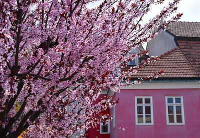 Pink cherry blossom tree outside house