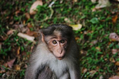 Portrait of monkey sitting on land