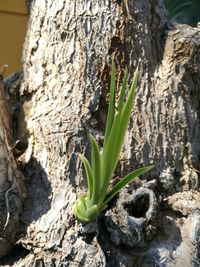 Close-up of tree trunk