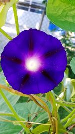 Close-up of purple flower