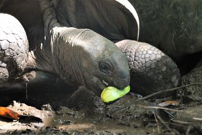 Close-up of turtle in field