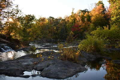 Plants and trees by lake against sky during autumn