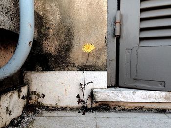 Close-up of plant against wall