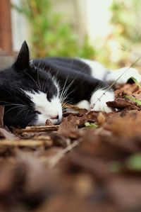 Close-up of cat lying down