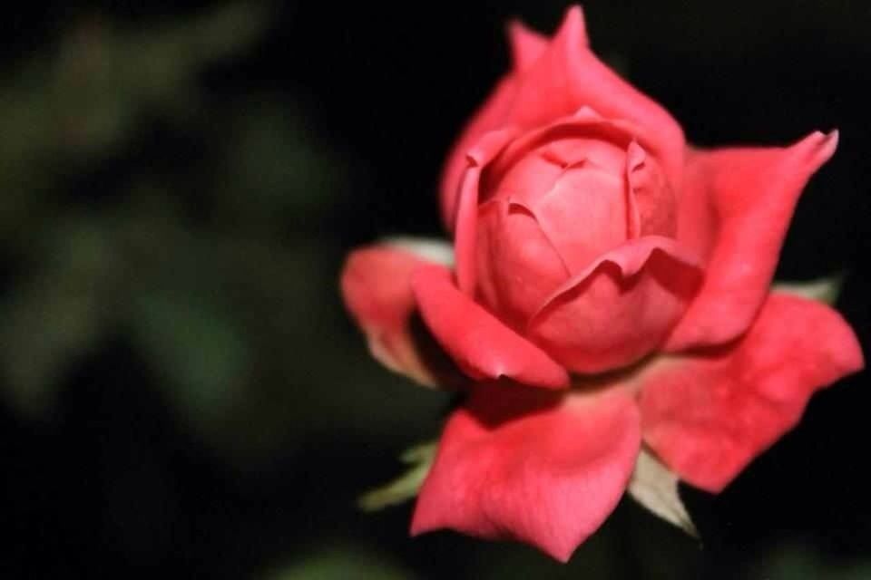 flower, petal, flower head, fragility, close-up, freshness, focus on foreground, rose - flower, beauty in nature, growth, blooming, single flower, red, nature, plant, pink color, selective focus, in bloom, no people, night