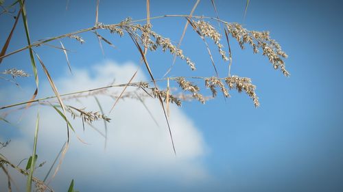 Low angle view of stalks against blue sky