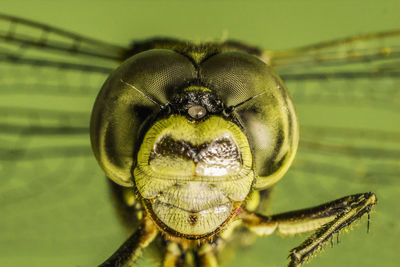 Close-up of insect on flower