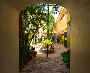 Potted plants on footpath by window of building