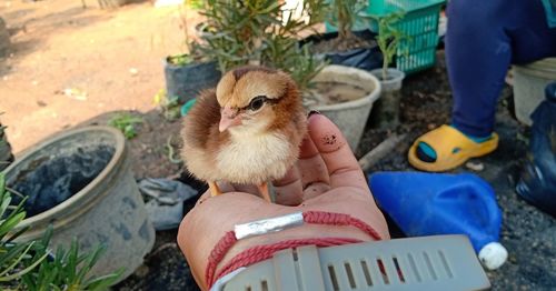 High angle view of young woman holding bird