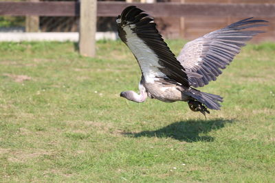 Side view of a bird flying