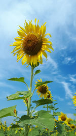 Close-up of yellow flowering plant against sky