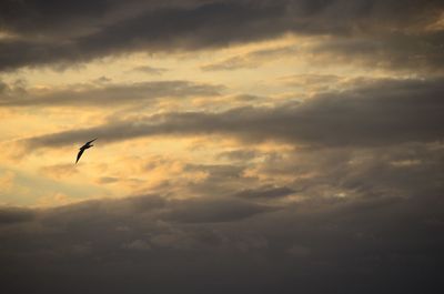 Low angle view of silhouette bird flying against dramatic sky