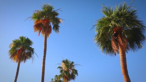 Low angle view of palm trees against clear blue sky