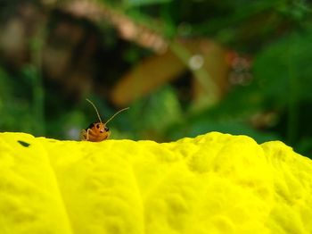 Close-up of insect pollinating on yellow flower