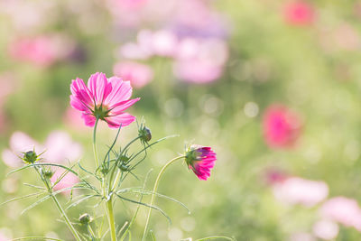 Close-up of pink cosmos flowers