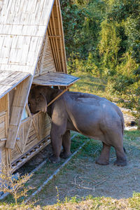 Rhinoceros standing on field