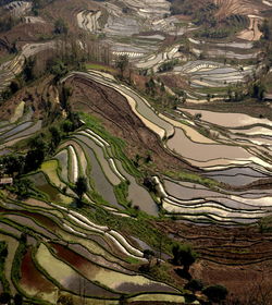 High angle view of rice paddy