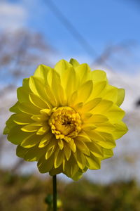 Close-up of yellow flowering plant