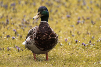 Close-up of mallard duck on field