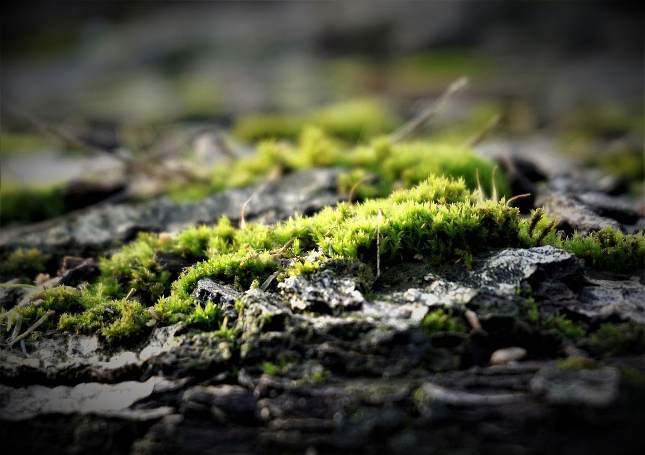 CLOSE-UP OF SMALL MOSS GROWING ON ROCK