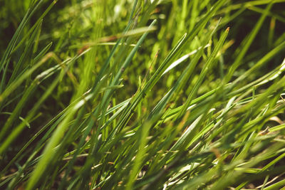 Close-up of fresh green grass in field