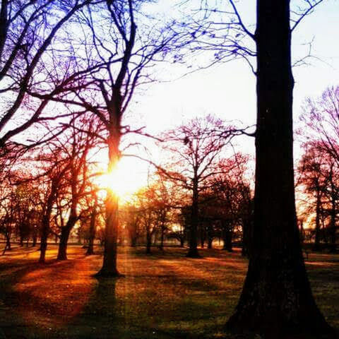 tree, trunk, tree trunk, plant, sky, sun, nature, bare tree, sunlight, sunset, tranquility, no people, land, beauty in nature, sunbeam, park, landscape, environment, scenics - nature, outdoors, lens flare, treelined