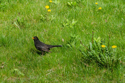 Side view of bird on grass