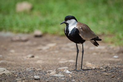 Close-up of bird on field