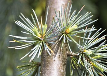 Close-up of pine tree