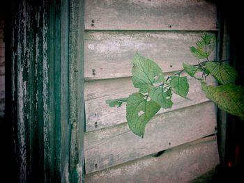 Plants growing on wooden wall