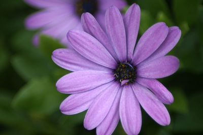 Close-up of pink flower