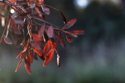 Close-up of maple leaves on tree branch