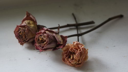 Close-up of dried rose on table