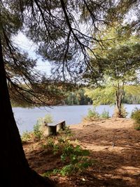 Scenic view of lake by trees in forest